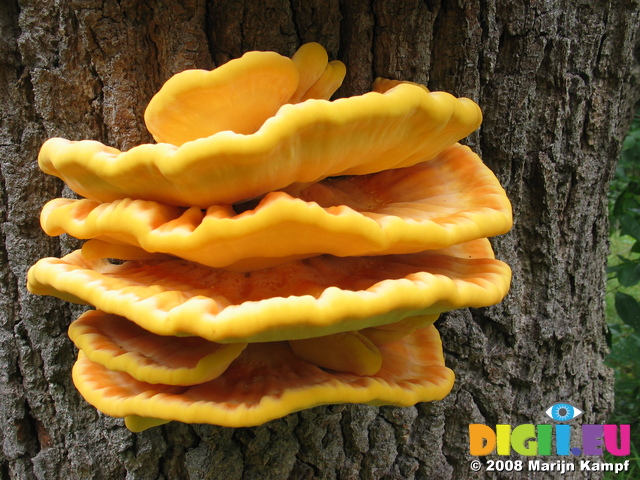 28109 Big Yellow Mushrooms on Tree - Sulfur Shelf (Laetiporus sulphureus)